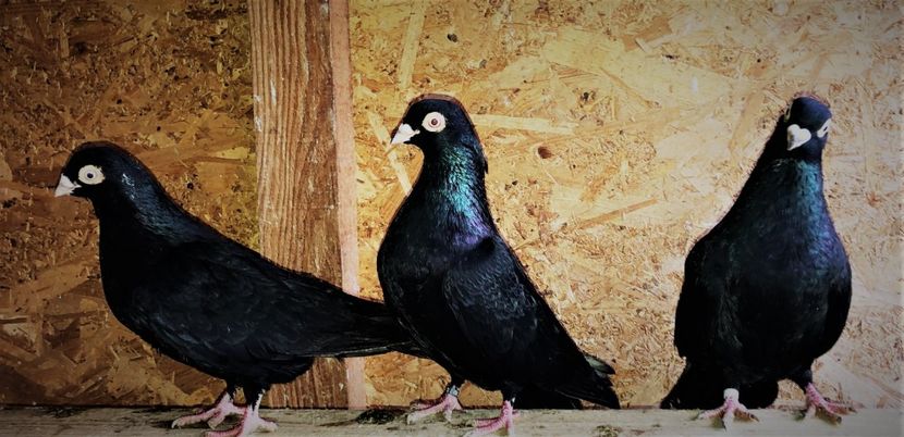  - 02 de prin volieră