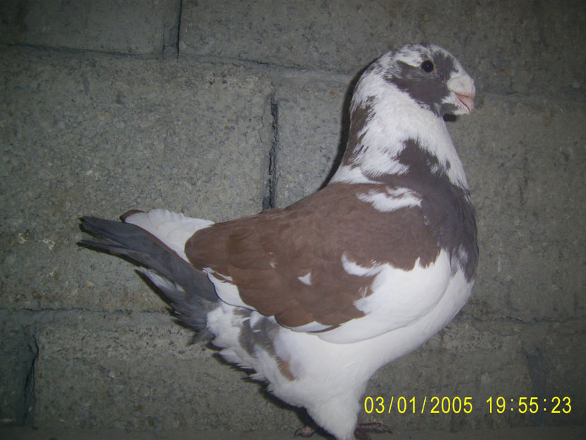 M - 2019 - americani baltati - perechi 2022