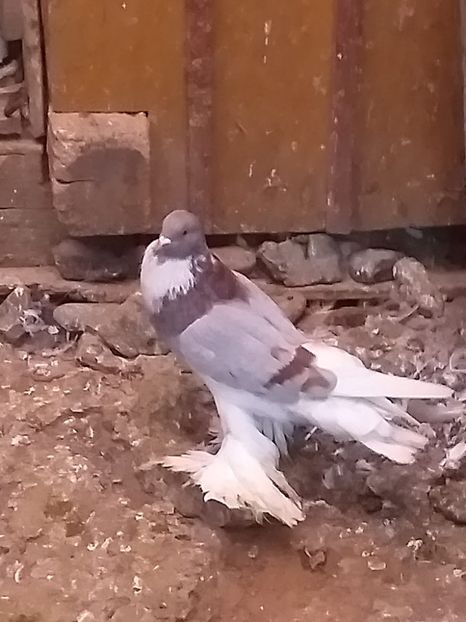 vândut Chertes I(AB) - Porumbei VÂNDUȚI