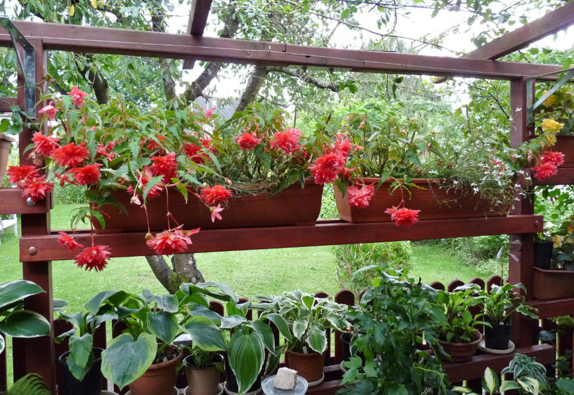 29. septembrie - Begonia