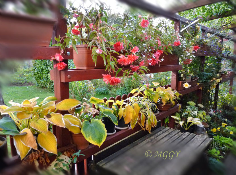 © - 18. octombrie - Begonia