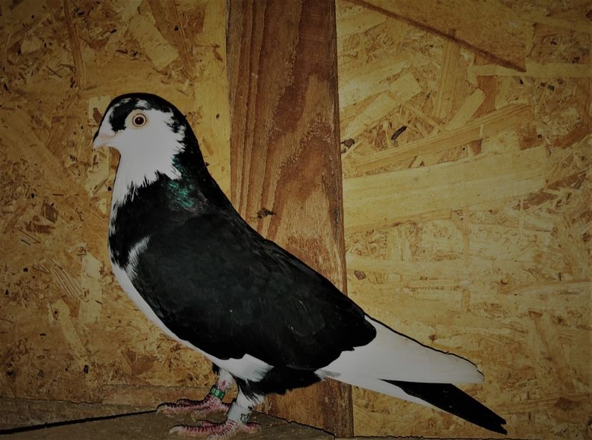 6819  femelă  2019 - B - perechi 2022