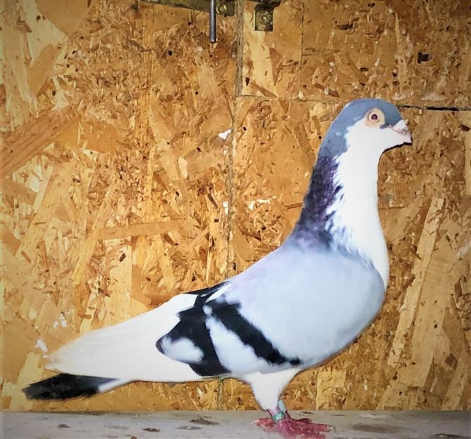 17062  mascul  2019 - B - perechi 2022