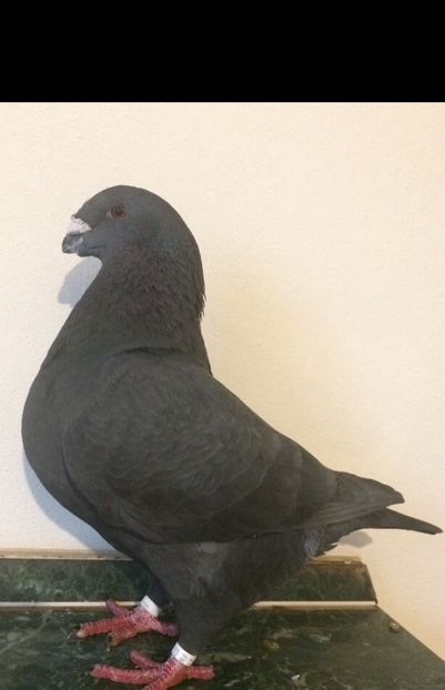 M2021 - Porumbei vanduti 2017-2025