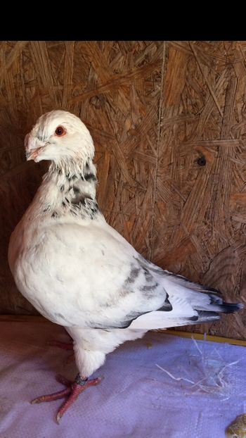 M2020 - Porumbei vanduti 2017-2025