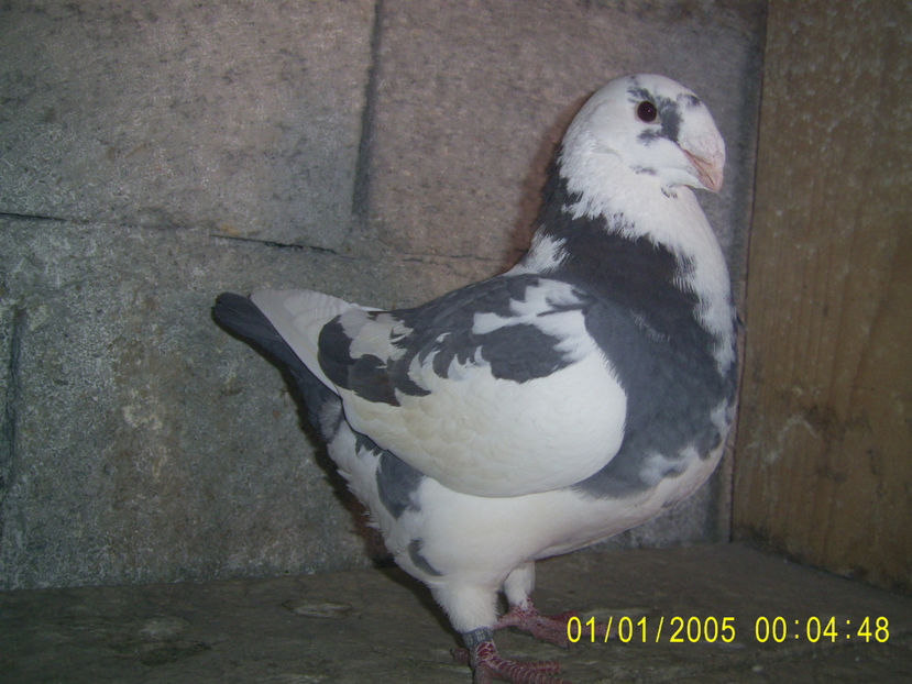 F - 2020 -  febletea mea - americani baltati - perechi 2022