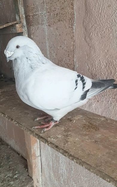 Nexon 2019 - VOIAJOR ROMANESC DE FRUMUSETE MASCULI