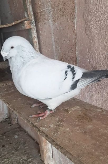 Nexon 2019 - VOIAJOR ROMANESC DE FRUMUSETE MASCULI