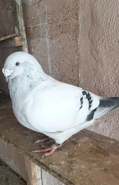 Nexon 2019 - VOIAJOR ROMANESC DE FRUMUSETE MASCULI