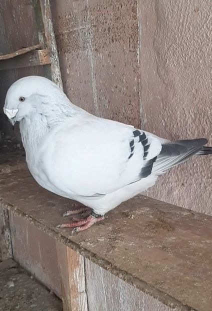 Nexon 2019 - VOIAJOR ROMANESC DE FRUMUSETE MASCULI