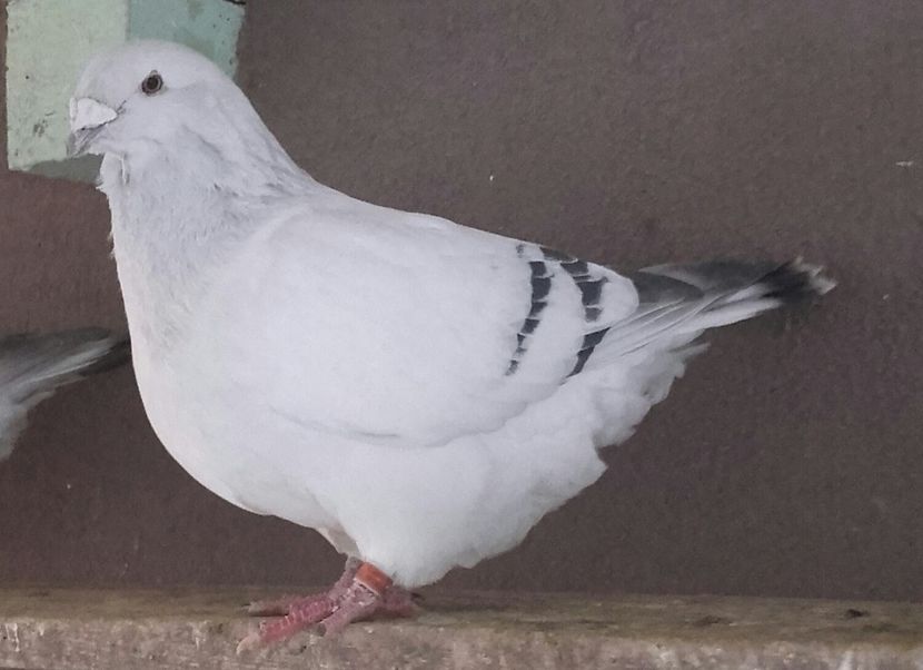 20211121_152833-2 - 9masculi azur matca 2022