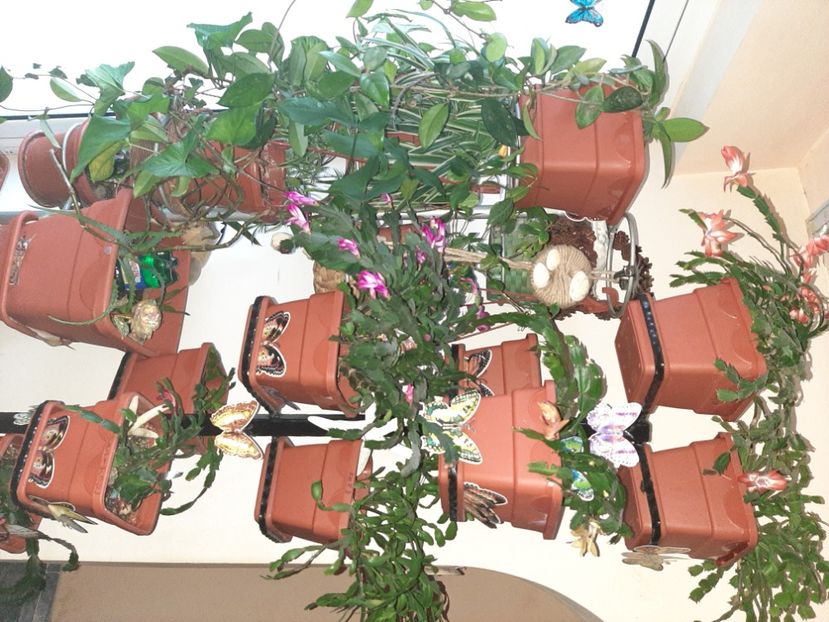  - Florile mele în decembrie 2021