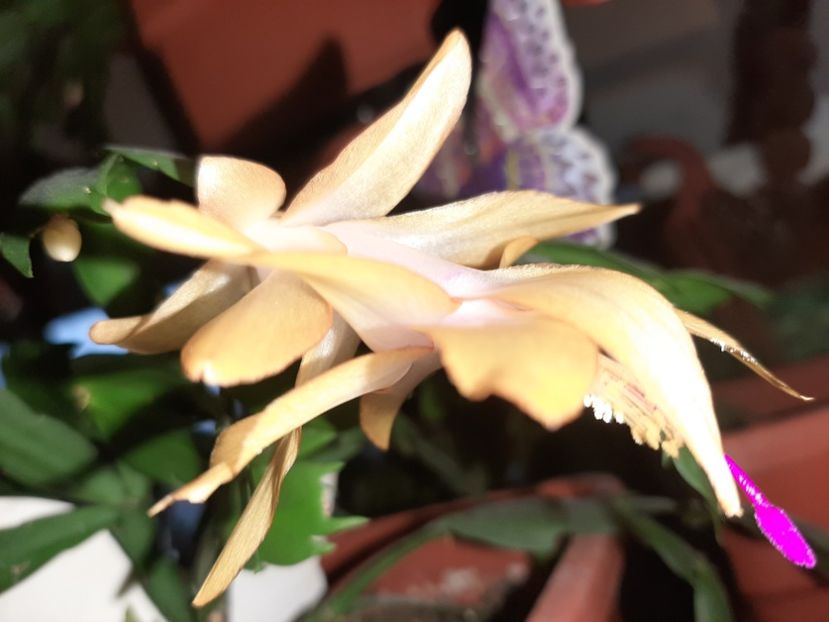  - Florile mele în decembrie 2021