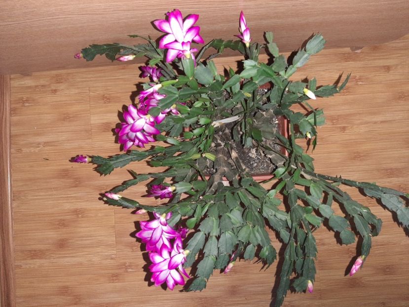  - Florile mele în decembrie 2021