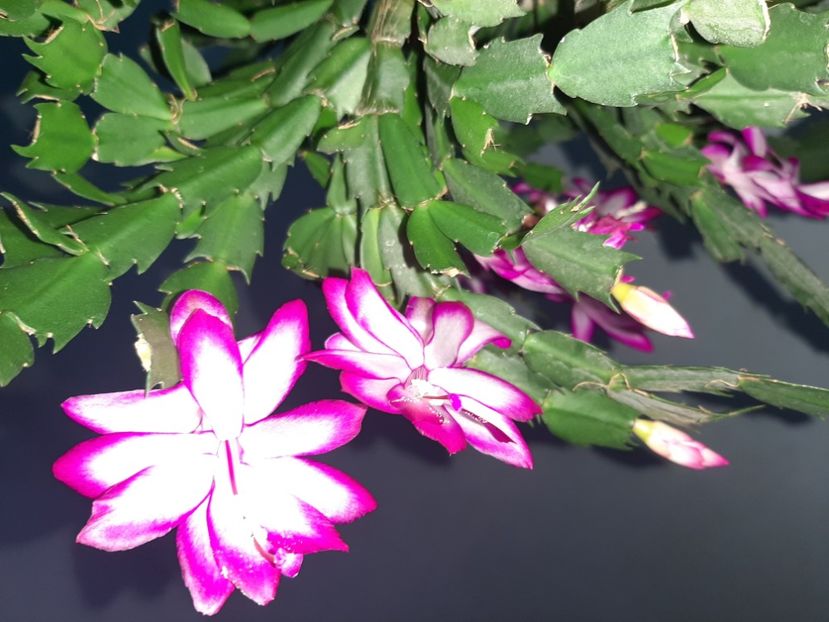  - Florile mele în decembrie 2021