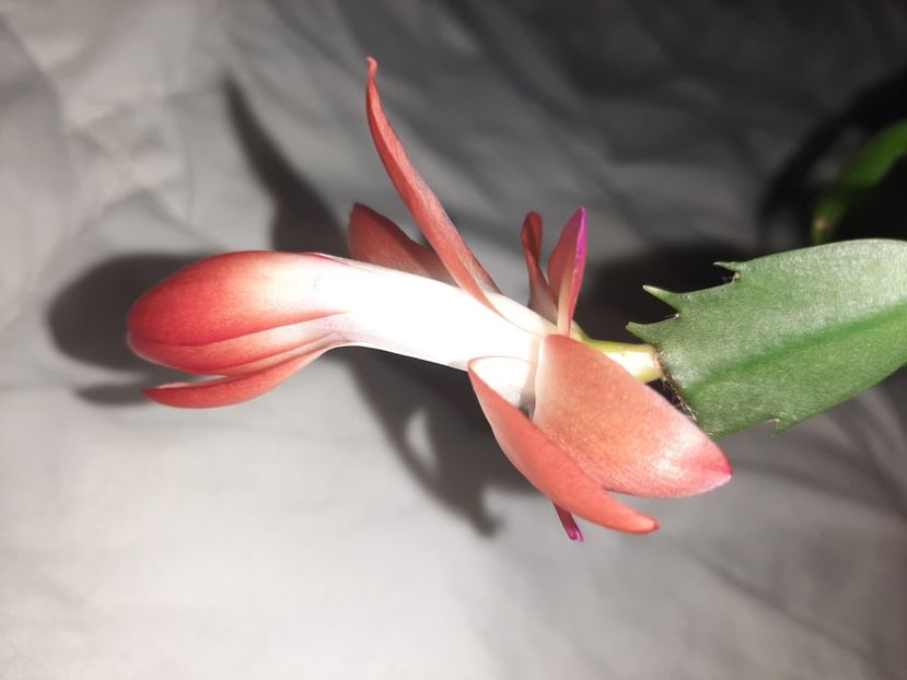  - Florile mele în decembrie 2021