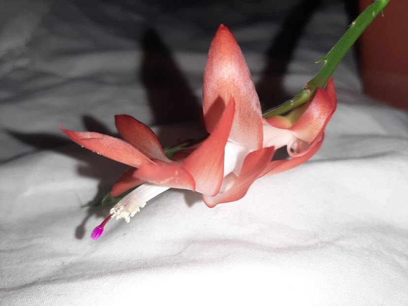  - Florile mele în decembrie 2021