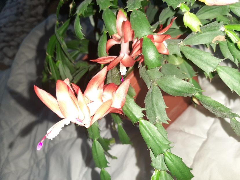  - Florile mele în decembrie 2021