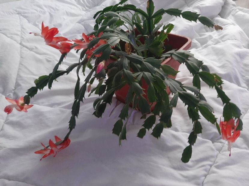  - Florile mele în decembrie 2021