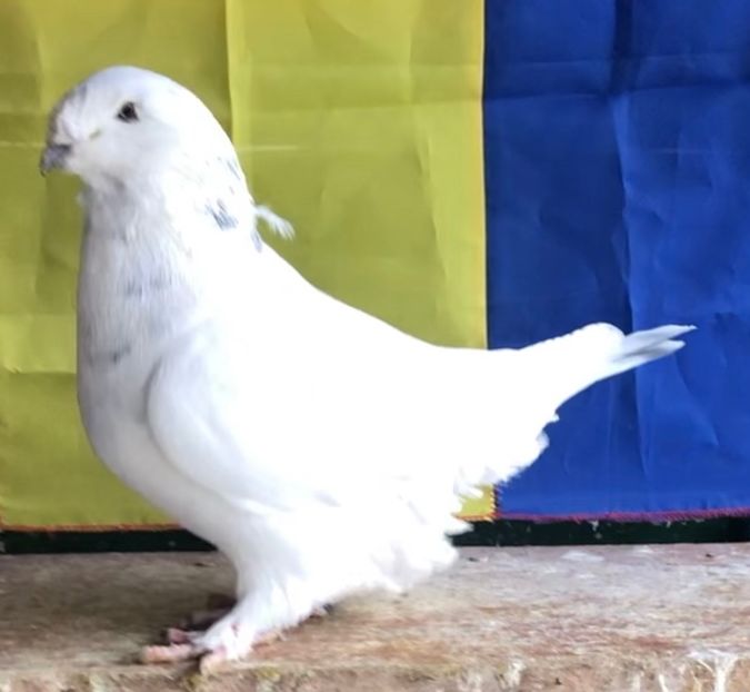 Mascul 2019 - Masculi pentru 2022