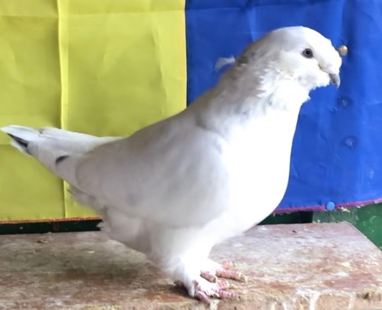 Vandut - Masculi pentru 2022