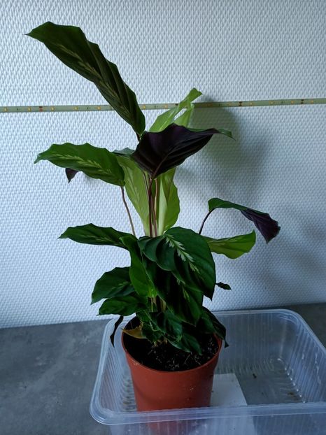 2021.12.13-Calathea - 1 Achiziție nouă