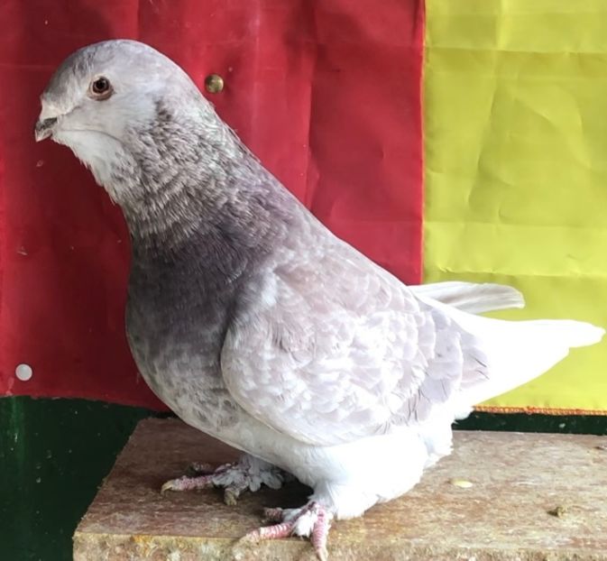 Fata 2018 - Femele pentru 2022