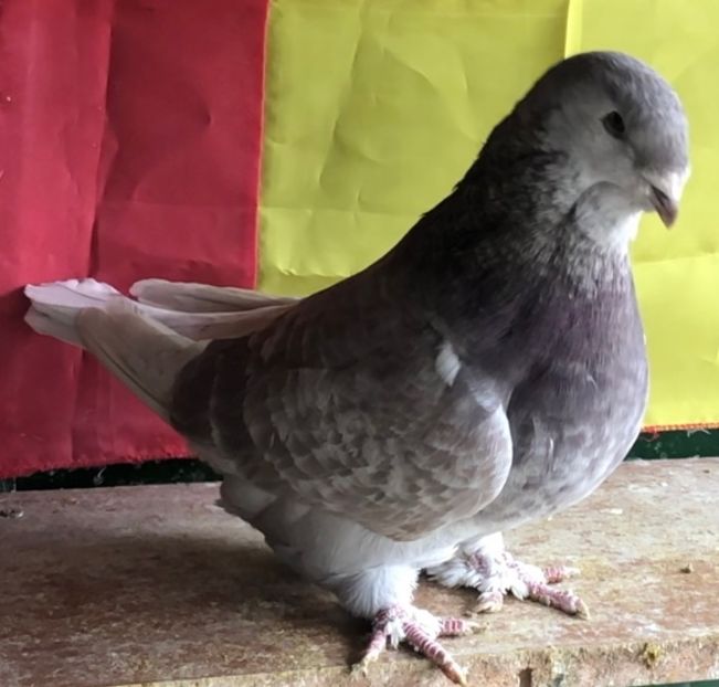 Vanduta - Femele pentru 2022