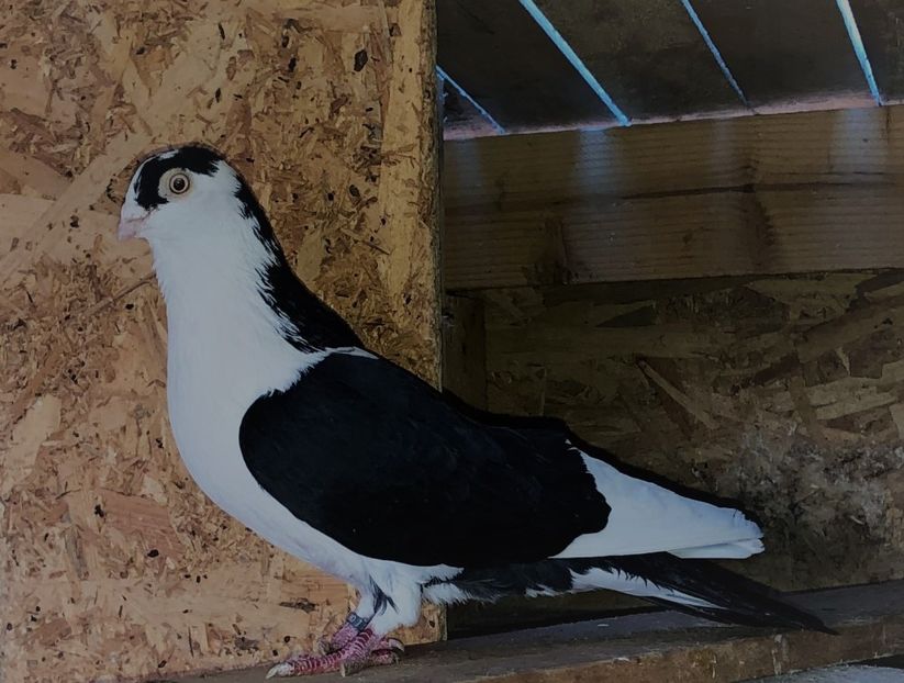 8734  mascul  2020 - Plecați ALBUM 3