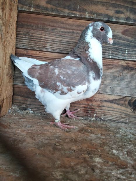 IMG20211120095058 - Pui agh 2021