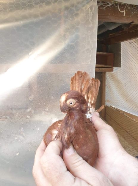 received_254911206333612 - Calarasi