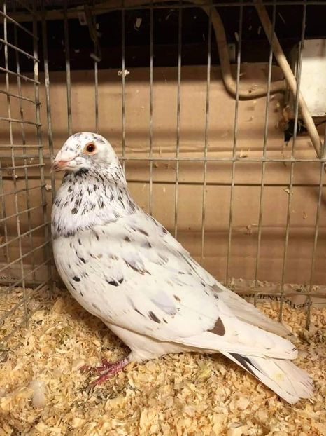  - Nu îmi aparțin 3