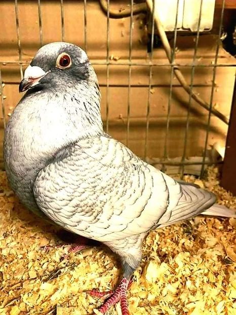  - Nu îmi aparțin 3