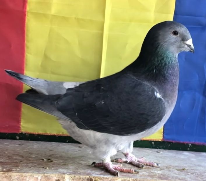 Vanduta - Femele pentru 2022