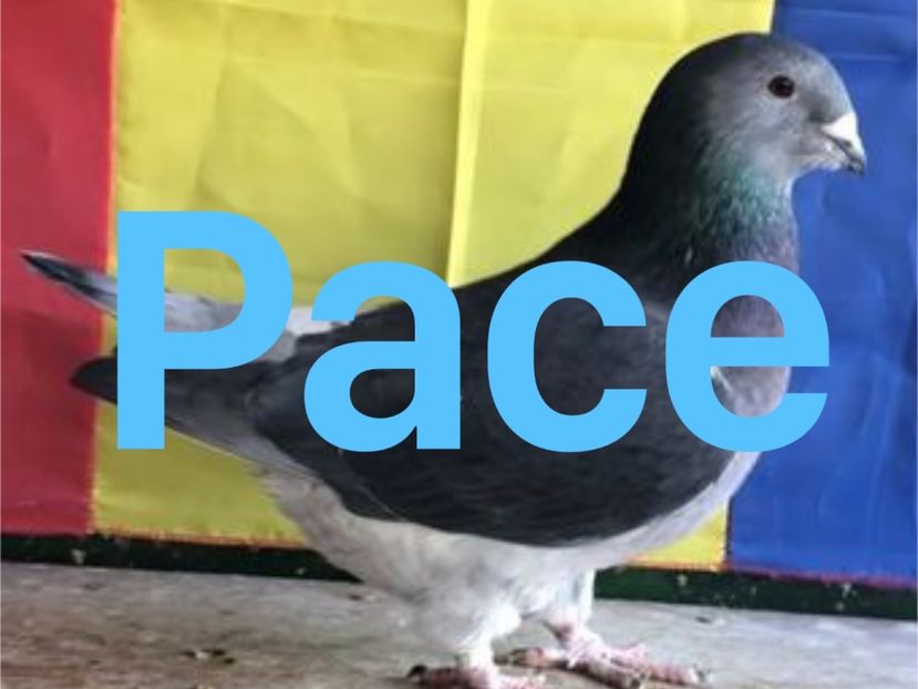 PACE 2022 - PACE