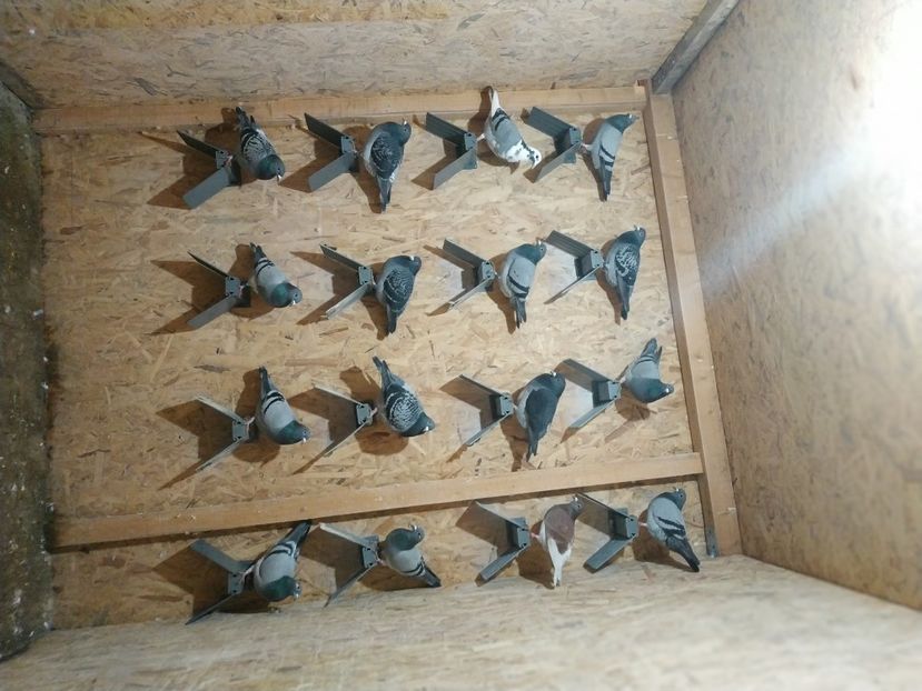  - Volieră nouă 2020