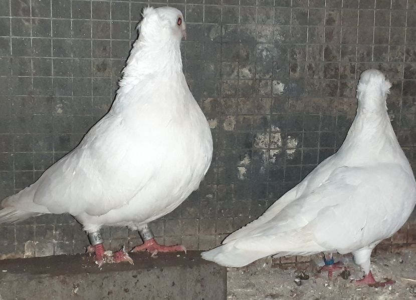  - Jucatori Galateni Pana Simpla