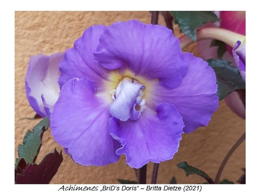 4,5 e (a,b) - 0 BriD s achi 2021