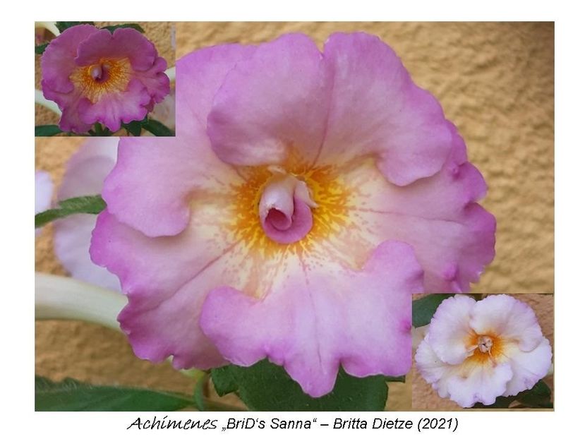  - 0 BriD s achi 2021