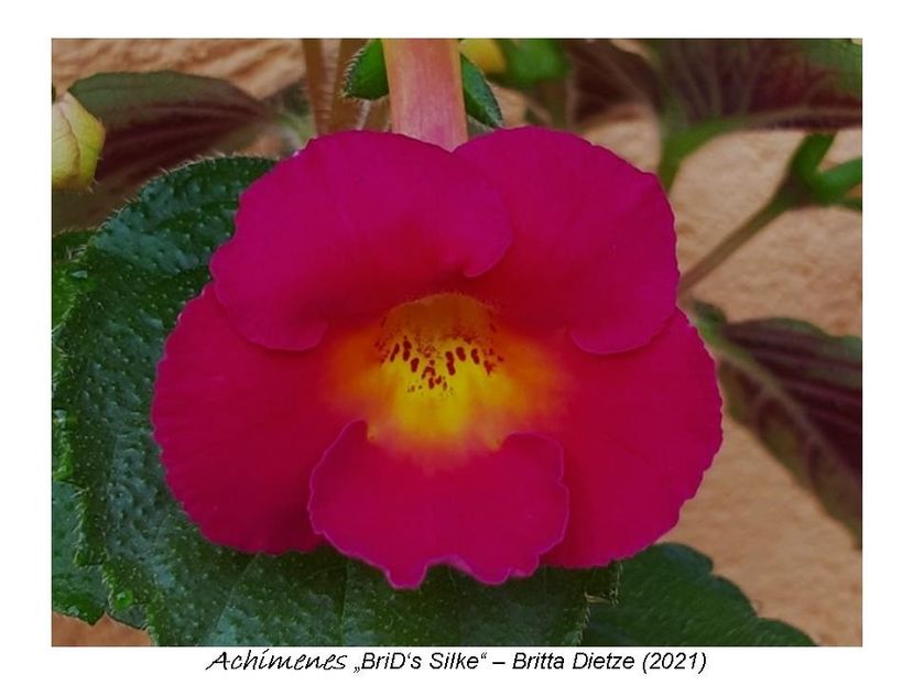  - 0 BriD s achi 2021