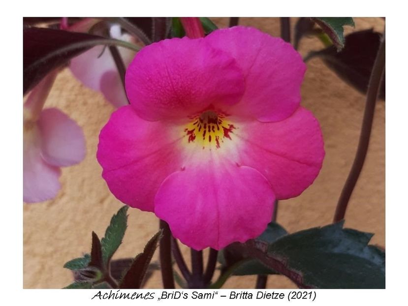  - 0 BriD s achi 2021