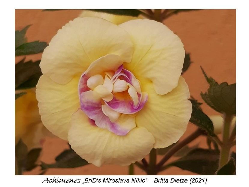  - 0 BriD s achi 2021