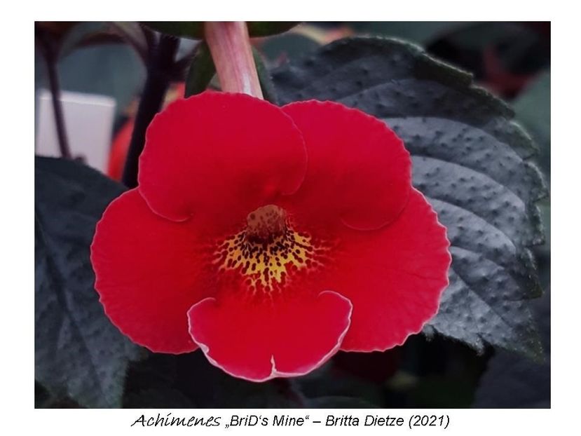  - 0 BriD s achi 2021