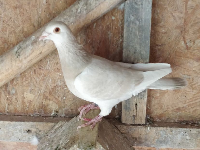 Ro 140_2020 - 3_2 Lemon - Extreme dilute