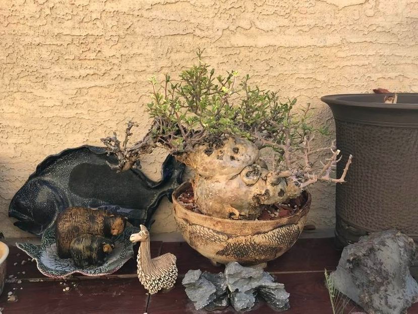 Bursera microphylla - Whish list pentru viata urmatoare2