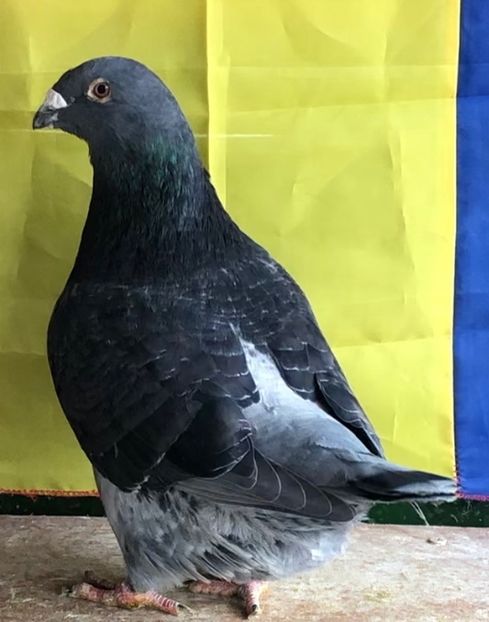 Mascul 2021 - Masculi pentru 2022