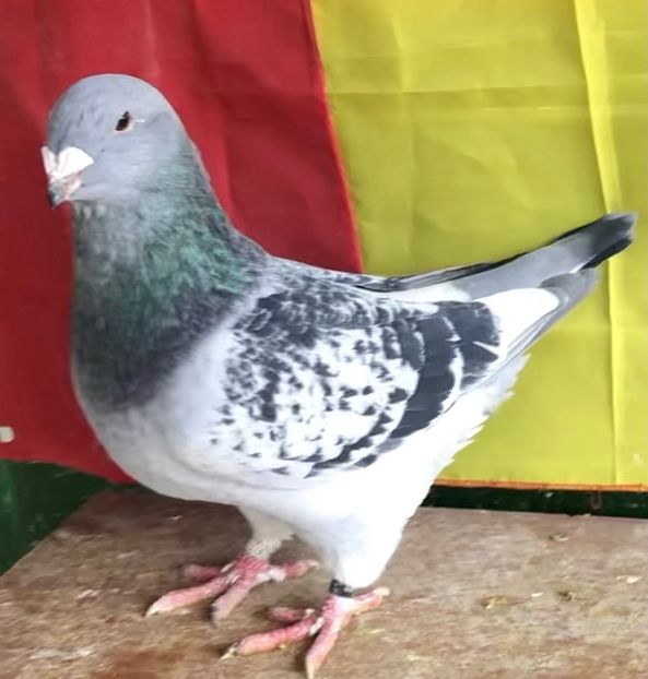 Mascul 2021 - Masculi pentru 2022