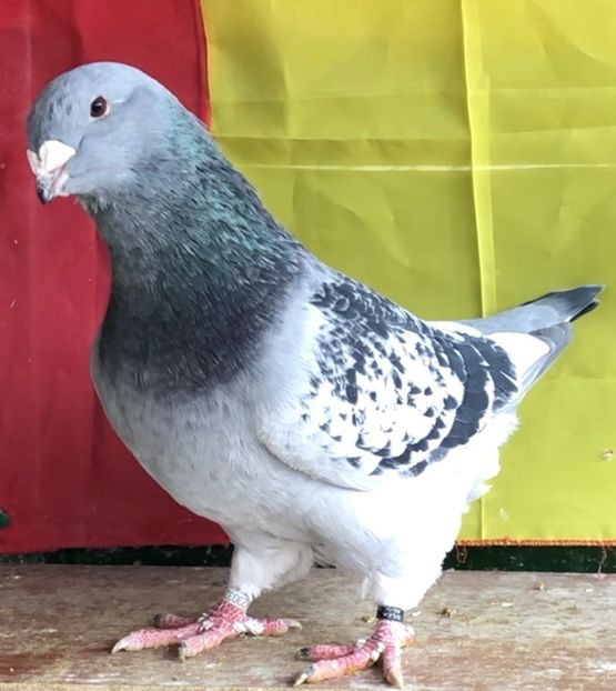 Vandut - Masculi pentru 2022