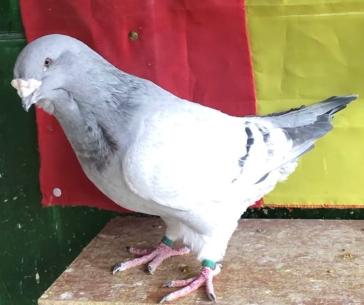 Mascul 2019 - Masculi pentru 2022