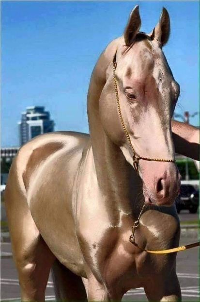  - Cai animale nobile